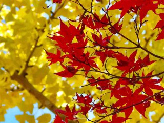 モミジの葉 赤と黄色 乾燥 なぜ葉の色が変わる？ 「紅葉」と「黄葉」の違いは？ 紅葉の不思議
