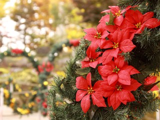 202512210066_top_img_A_320x240