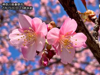 ポカポカ陽気の青空の下、河津桜が見頃に - ウェザーニュース
