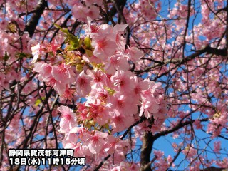 一足先に「サクラサク」 河津桜が見頃に - ウェザーニュース