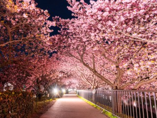 なぜ早く咲く？ “一足早い春”を感じる河津桜の秘密&花見スポット