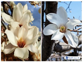 モクレンとコブシの見分け方 花の大きさや開き方に違い - ウェザーニュース