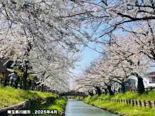 桜お花見調査 公園や並木道が定番のお花見 桜の“健康状態”への関心も