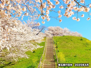 桜お花見調査 10〜20代は「宴会」より「ピクニック」 世代間で桜の