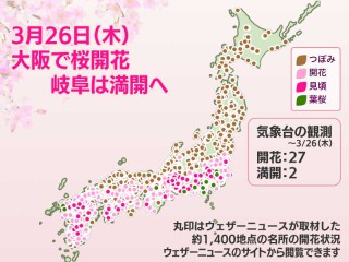 今日の桜開花状況 3月26日(木) 大阪で開花 岐阜は満開へ - ウェザー
