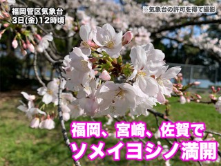 福岡、宮﨑、佐賀で桜が満開に 明日は試練の雨風に - ウェザーニュース