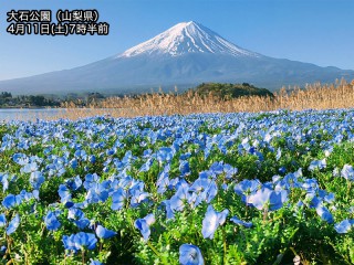 瑠璃色の花の海「ネモフィラ」がもうすぐ見頃 - ウェザーニュース