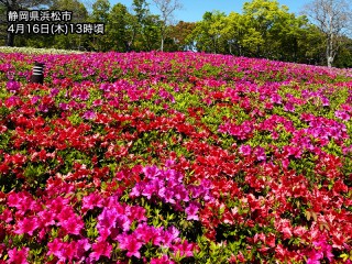 関東以西でツツジが咲き乱れる 今年は昨年よりかなり早い - ウェザー