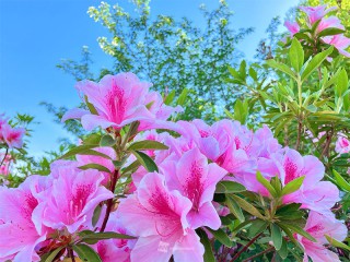 ツツジとサツキ、見分けられる？ 色や見た目が似ている初夏の花