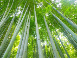竹は木、草、どっち？ 1日1m以上伸びるって本当？ 知っておきたい竹の