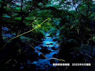 キレイな水にしか生息できないって本当？ 蛍(ほたる)の不思議な生態