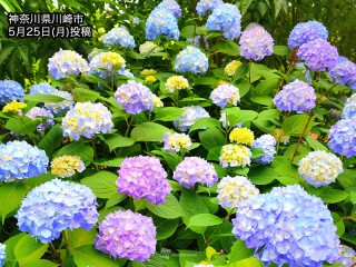 関東以西で紫陽花が色づき始める 見頃シーズン近づく - ウェザーニュース