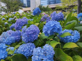 紫陽花　確認用 梅雨の主役・紫陽花 意外と知らない本当の｢花｣ - ウェザーニュース