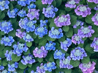 紫陽花は2000種ある!? 日本で見られる代表的な品種や特徴 - ウェザー