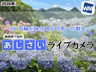紫陽花ライブカメラ2026 見事に咲き誇る300万輪のあじさい、伊豆「下田