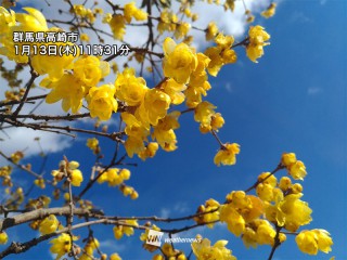 可憐にほころぶ冬のビタミンカラー ロウバイ(蝋梅)が開花 - ウェザー