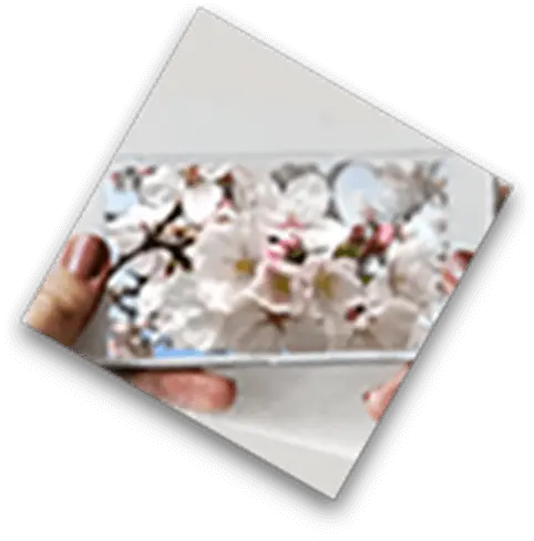 マイ桜アルバム