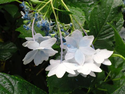 紫陽花ﾘﾎﾟNo.6