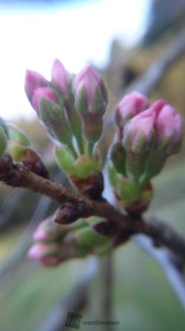03/23 花の軸が伸びきった
