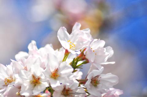 ソメイヨシノより花...