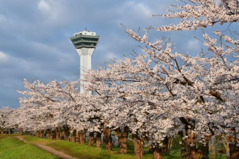 【函館・五稜郭・桜...