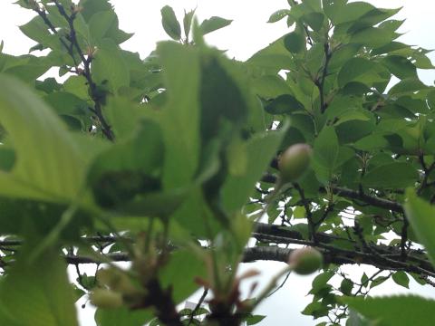 05/09 葉桜