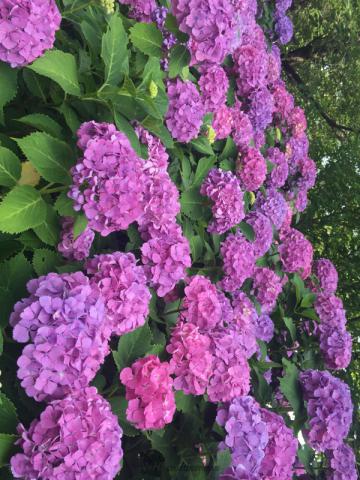 石神井公園の上の野...