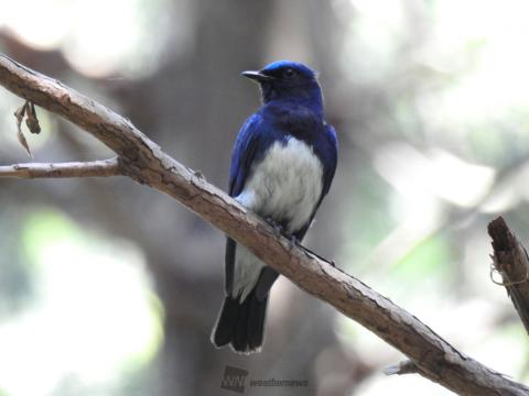 野鳥レポ③昨日、...