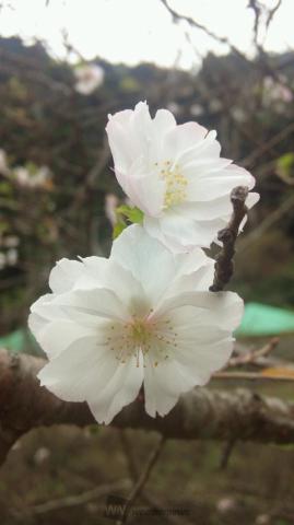 早くも｢ｻｸﾗｻｸ｣󾁀