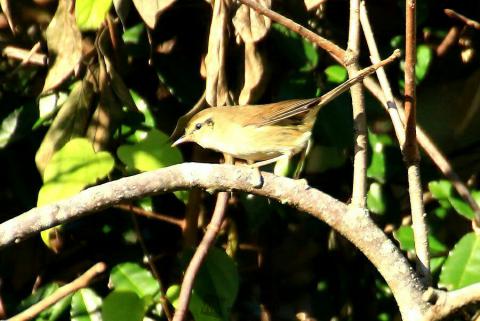 元気なウグイス🐦ち...