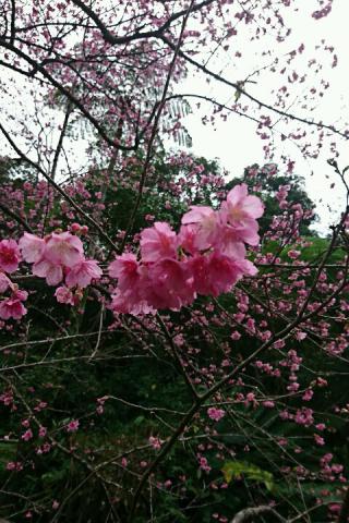 八重岳の桜🌸毎年...