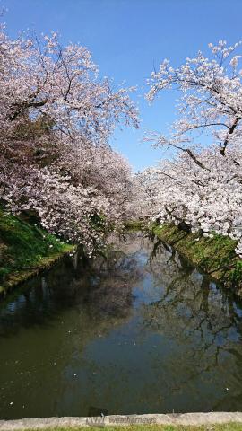 満開の桜です。外...