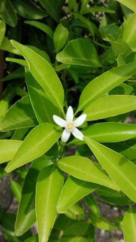 橘の花神社の左手...