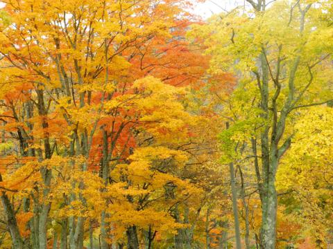 支笏湖湖畔より…...
