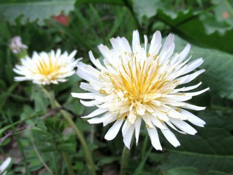 シロバナタンポポで...