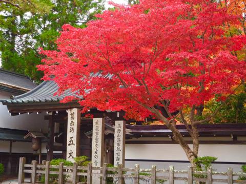 高野山☆紅葉