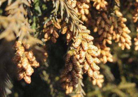 真岡鐵道リポート...