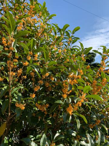 金木犀の香りがすご...