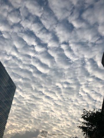 関東でひつじ雲が出現中！ 注目の空の写真 ウェザーニュース