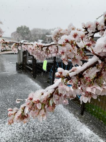 雪に凍える桜 注目の空の写真 ウェザーニュース