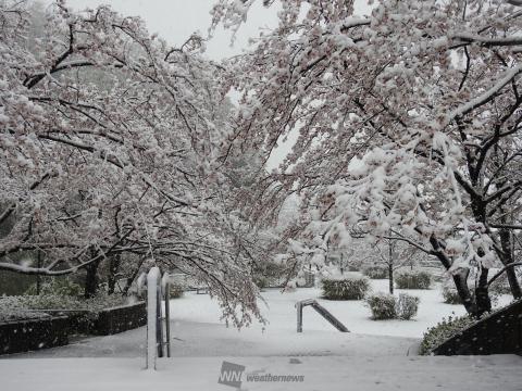 雪の重みでソメイヨ...