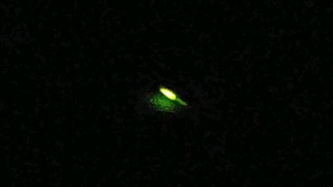幻想的な蛍の光 注目の空の写真 ウェザーニュース