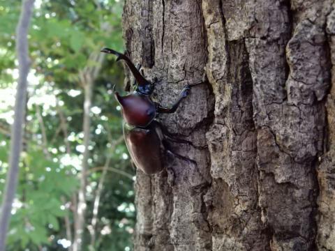 見つけた！ カブトムシ＆クワガタ 注目の空の写真 ウェザーニュース