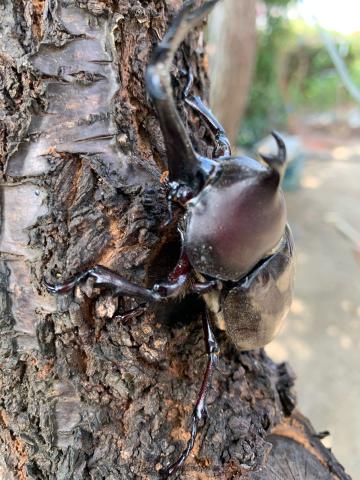 見つけた！ カブトムシ＆クワガタ 注目の空の写真 ウェザーニュース