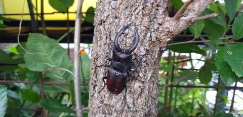 見つけた！ カブトムシ＆クワガタ 注目の空の写真 ウェザーニュース