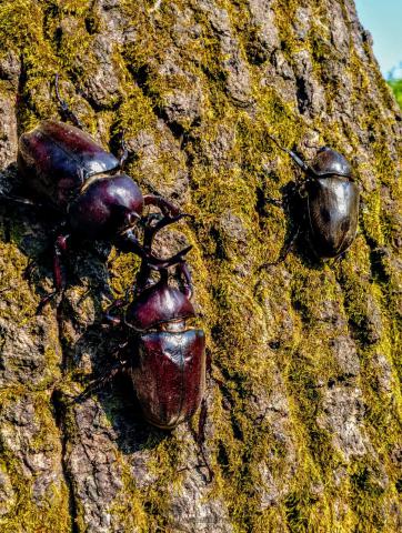 見つけた！ カブトムシ＆クワガタ 注目の空の写真 ウェザーニュース