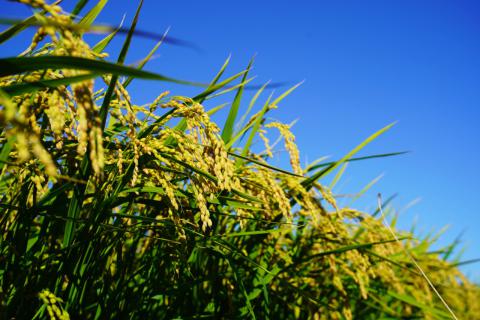 稲の色づき進む 注目の空の写真 ウェザーニュース