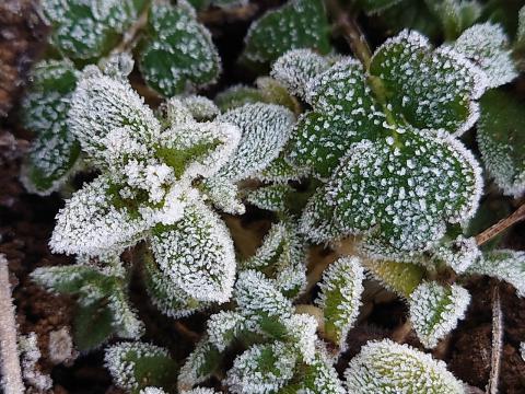 霜花です❣️0618 まるで砂糖菓子 冷えた朝に霜アート 注目の空の写真 ウェザーニュース