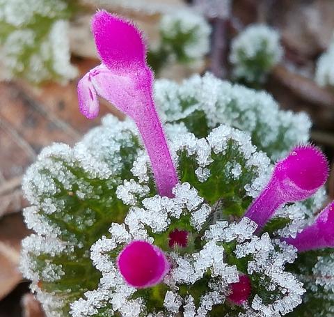 霜花です❣️0618 まるで砂糖菓子 冷えた朝に霜アート 注目の空の写真 ウェザーニュース