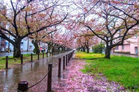 桜に試練の強い雨風 注目の空の写真 ウェザーニュース
